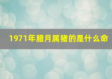 1971年腊月属猪的是什么命