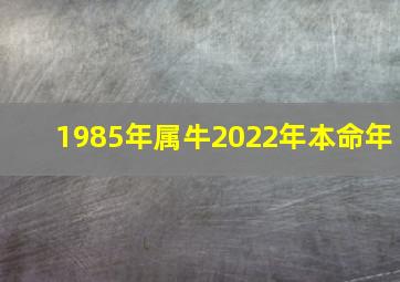 1985年属牛2022年本命年