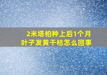 2米塔柏种上后1个月叶子发黄干枯怎么回事