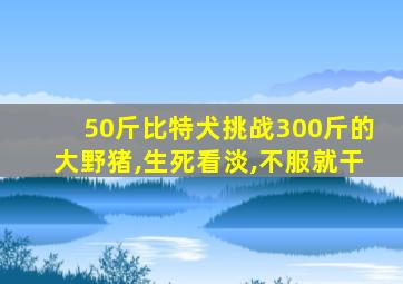 50斤比特犬挑战300斤的大野猪,生死看淡,不服就干