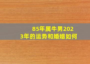 85年属牛男2023年的运势和婚姻如何