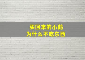 买回来的小鹅为什么不吃东西