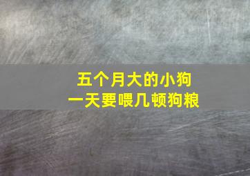 五个月大的小狗一天要喂几顿狗粮