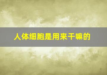 人体细胞是用来干嘛的