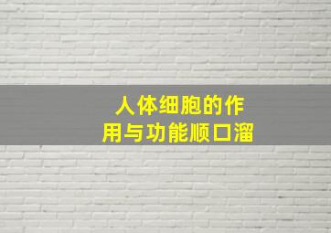 人体细胞的作用与功能顺口溜