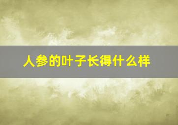 人参的叶子长得什么样