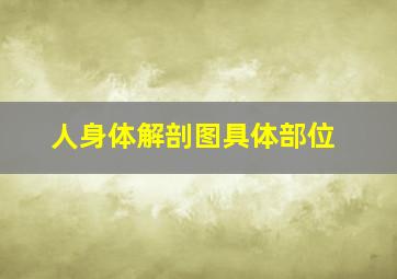 人身体解剖图具体部位