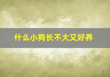 什么小狗长不大又好养