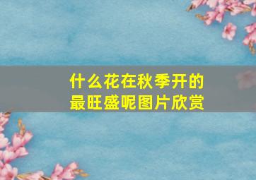 什么花在秋季开的最旺盛呢图片欣赏