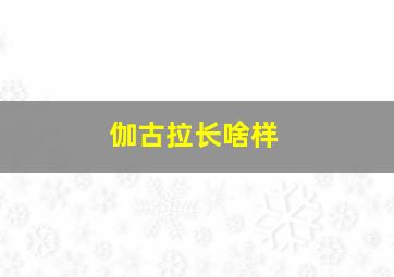 伽古拉长啥样