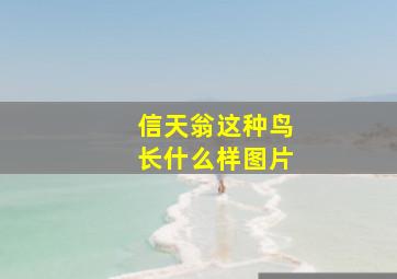 信天翁这种鸟长什么样图片