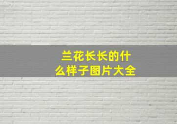 兰花长长的什么样子图片大全