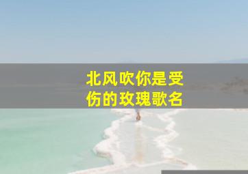 北风吹你是受伤的玫瑰歌名