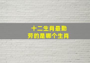 十二生肖最勤劳的是哪个生肖