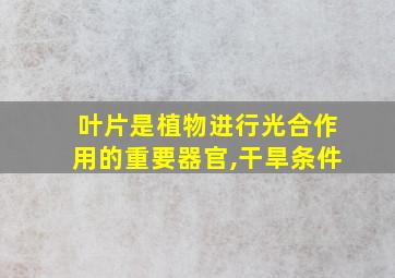 叶片是植物进行光合作用的重要器官,干旱条件