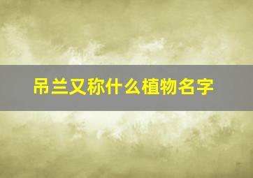 吊兰又称什么植物名字