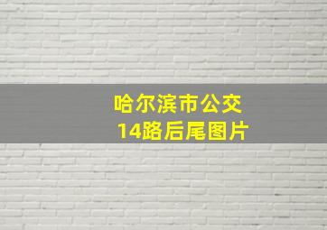 哈尔滨市公交14路后尾图片