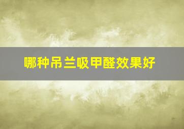 哪种吊兰吸甲醛效果好