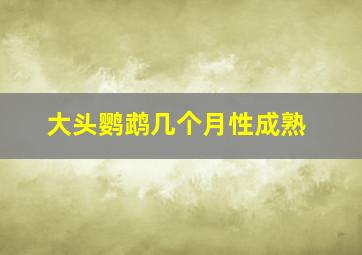 大头鹦鹉几个月性成熟