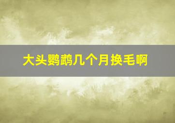 大头鹦鹉几个月换毛啊