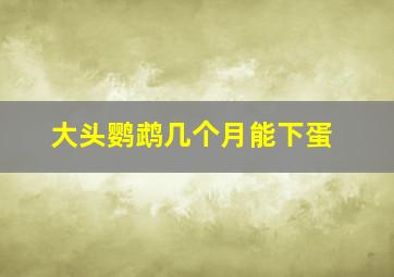 大头鹦鹉几个月能下蛋