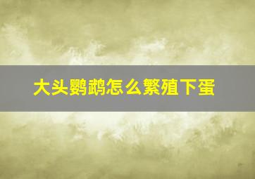 大头鹦鹉怎么繁殖下蛋