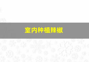 室内种植辣椒