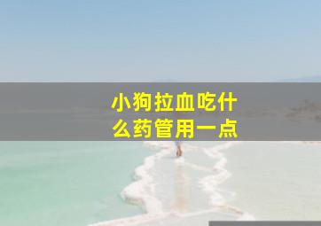 小狗拉血吃什么药管用一点