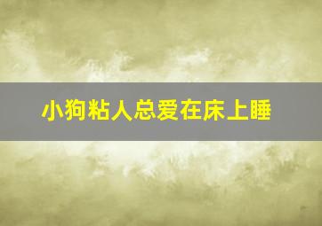 小狗粘人总爱在床上睡