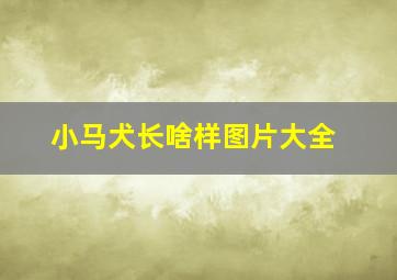 小马犬长啥样图片大全