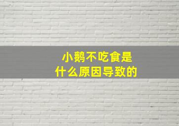 小鹅不吃食是什么原因导致的