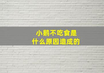 小鹅不吃食是什么原因造成的