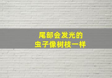 尾部会发光的虫子像树枝一样