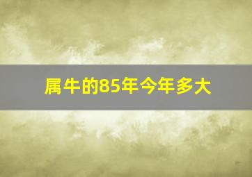 属牛的85年今年多大