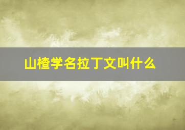 山楂学名拉丁文叫什么