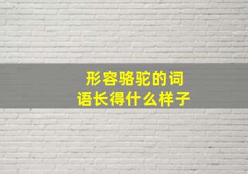 形容骆驼的词语长得什么样子