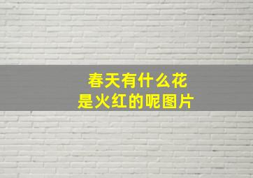 春天有什么花是火红的呢图片