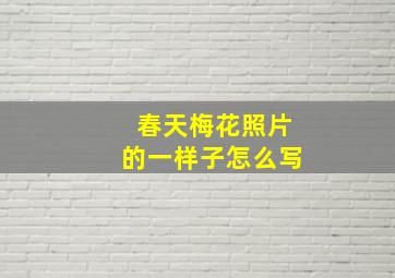 春天梅花照片的一样子怎么写