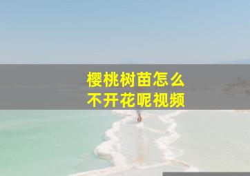 樱桃树苗怎么不开花呢视频