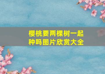 樱桃要两棵树一起种吗图片欣赏大全