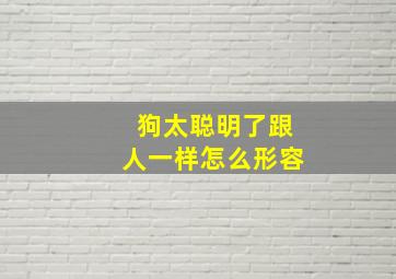 狗太聪明了跟人一样怎么形容