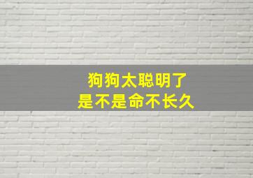 狗狗太聪明了是不是命不长久