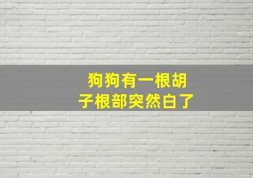 狗狗有一根胡子根部突然白了