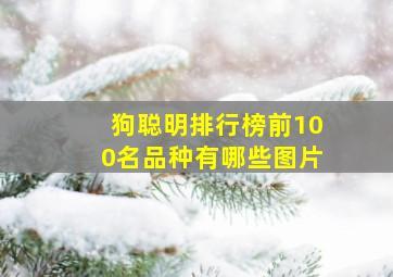 狗聪明排行榜前100名品种有哪些图片