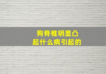 狗脊椎明显凸起什么病引起的