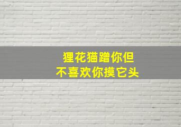 狸花猫蹭你但不喜欢你摸它头