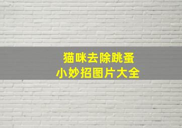 猫咪去除跳蚤小妙招图片大全