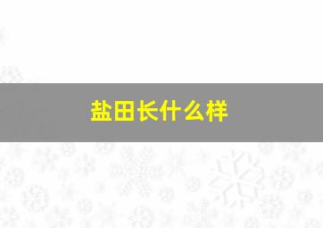 盐田长什么样