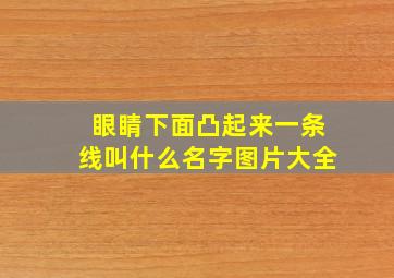 眼睛下面凸起来一条线叫什么名字图片大全