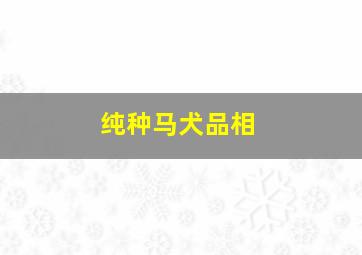 纯种马犬品相